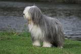BEARDED COLLIE 284